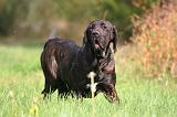 FILA BRASILEIRO 079